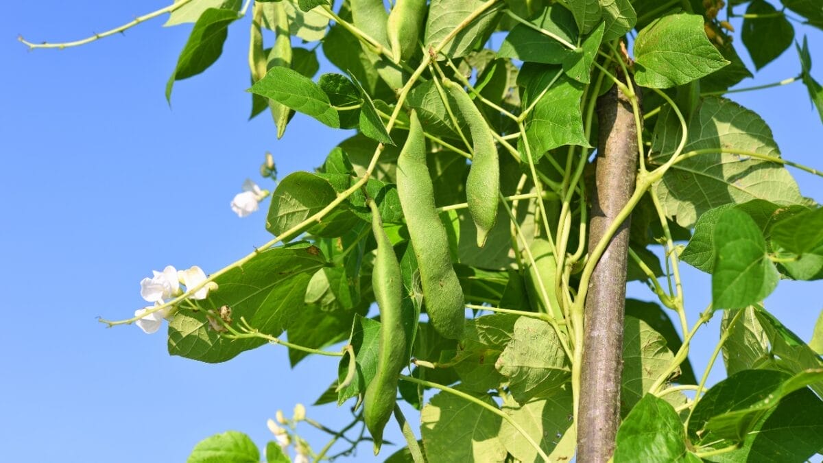 16 Plants You Should Never to Grow Next to Tomatoes 15 16 Plants You Should Never to Grow Next to Tomatoes - POLE BEANS dp222060664