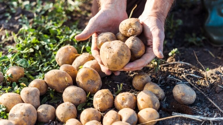 Why Garden Pros Prefer Planting Potatoes in the Fall 4 Why Garden Pros Prefer Planting Potatoes in the Fall - POTATOES dp301397454