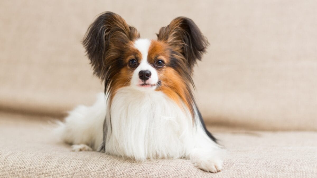 Dog Breeds: All Types from Small to Giant, Personalities & Characteristics 60 Dog Breeds: All Types from Small to Giant, Personalities & Characteristics - Papillon dog lying ss1025477725