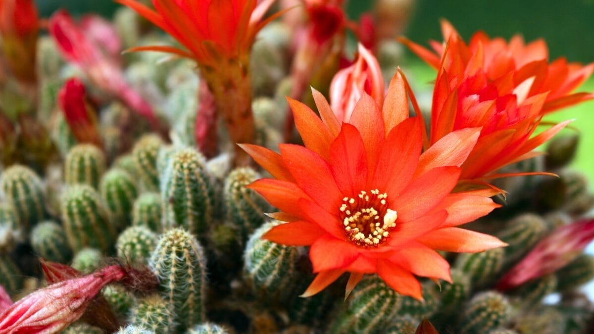 Tiny Birds, Big Impact: 7 Succulents That Attract Hummingbirds 5 Tiny Birds, Big Impact: 7 Succulents That Attract Hummingbirds - Peanut Cactus ss792675187