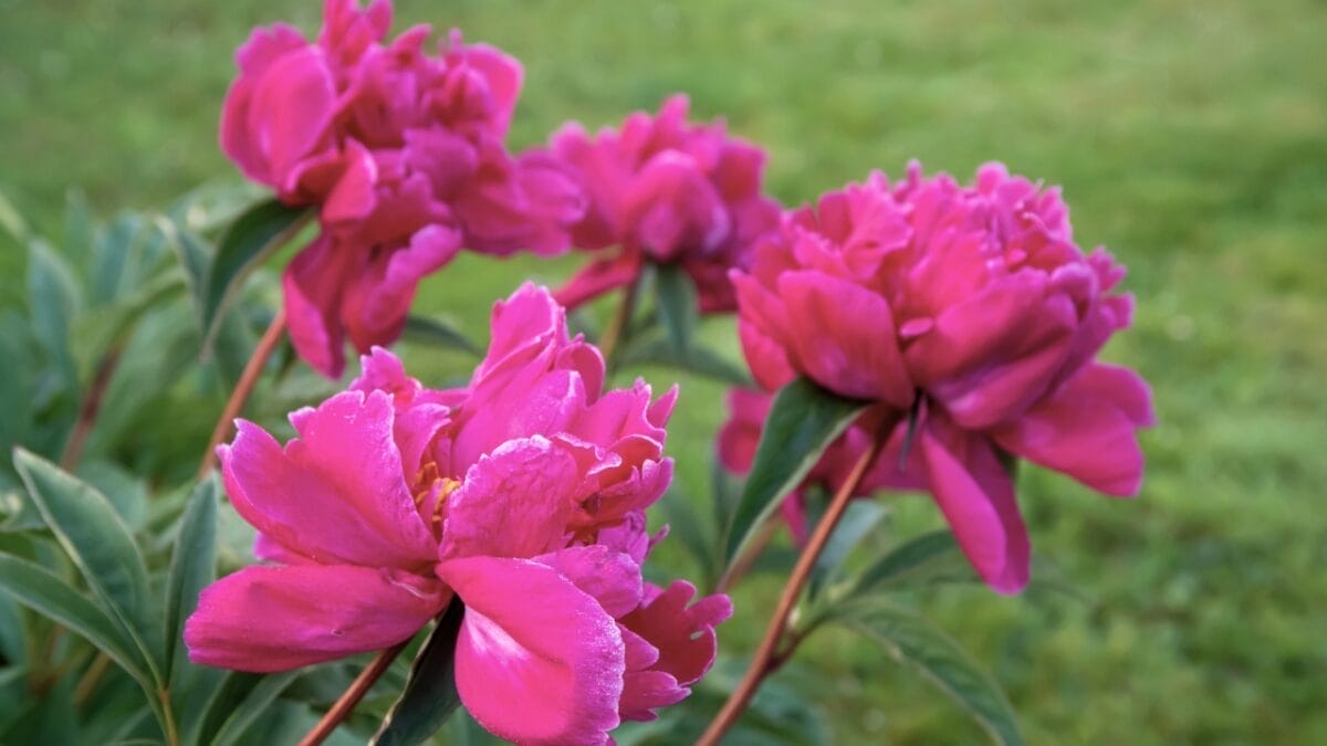 Awaken Your Senses with These 15 Flowers in Your Garden 11 Awaken Your Senses with These 15 Flowers in Your Garden - Peony ss2327250777