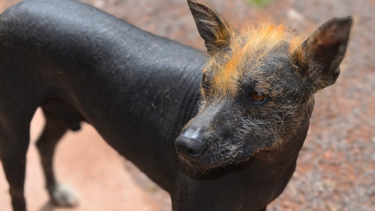 8 Wonderfully Weird Dog Breeds You've Probably Never Heard Of 6 8 Wonderfully Weird Dog Breeds You've Probably Never Heard Of - Peruvian Hairless Dog ss555306124