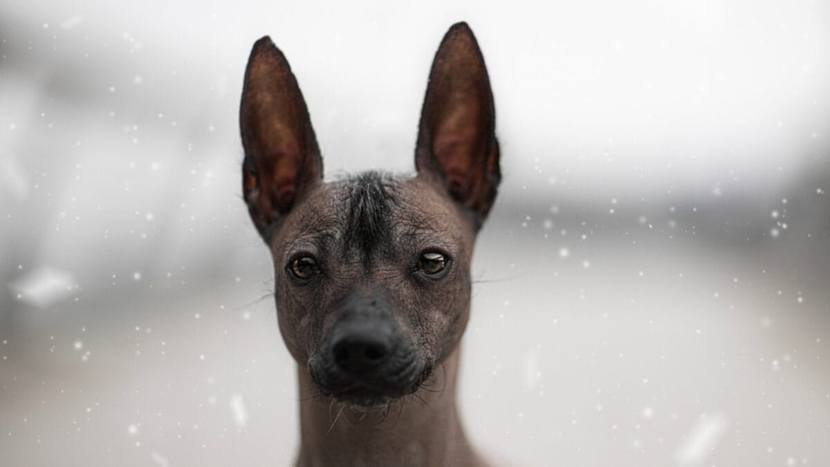 25 Dog Breeds for Those Who Love the Weird & Wonderful - Peruvian Inca Orchid ss1943129518