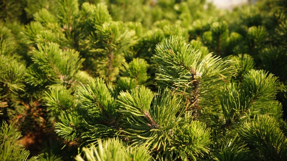 11 Smells That Cats Absolutely Hate 6 11 Smells That Cats Absolutely Hate - Pine ss734618230