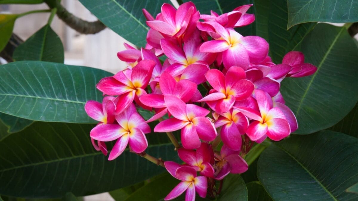 Plumeria Plant Perfection: How to Grow & Care for the Elegant Frangipani Tree - Plumeria ss284351876