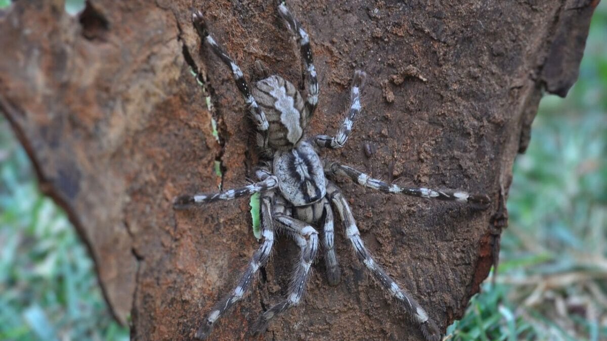 12 Colossal Spiders that Actually Exist in Real Life 7 12 Colossal Spiders that Actually Exist in Real Life - Poecilotheria rajaei spider Tarantula wiki com