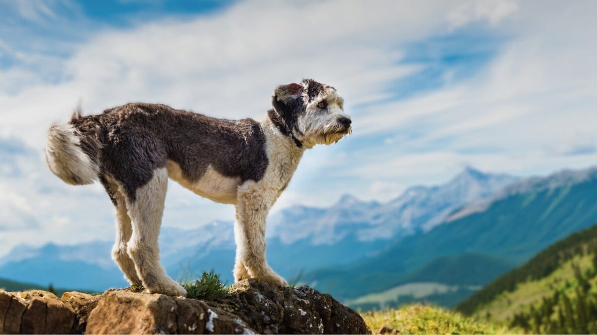 10 Rare Dog Breeds Most People Don't Know About 6 10 Rare Dog Breeds Most People Don't Know About - Polish Lowland Sheepdog ss450935728