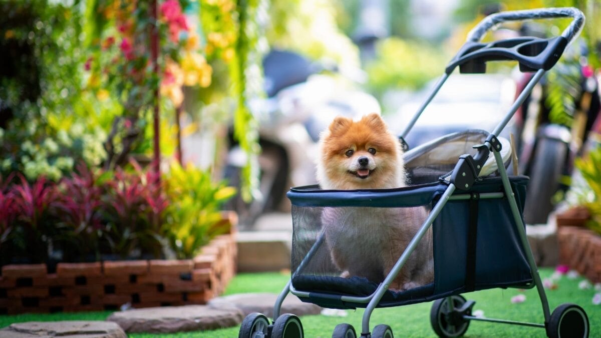 10 Things You Need to Know Before Getting a Pomeranian - Pomeranian dog stoller ss2263424633