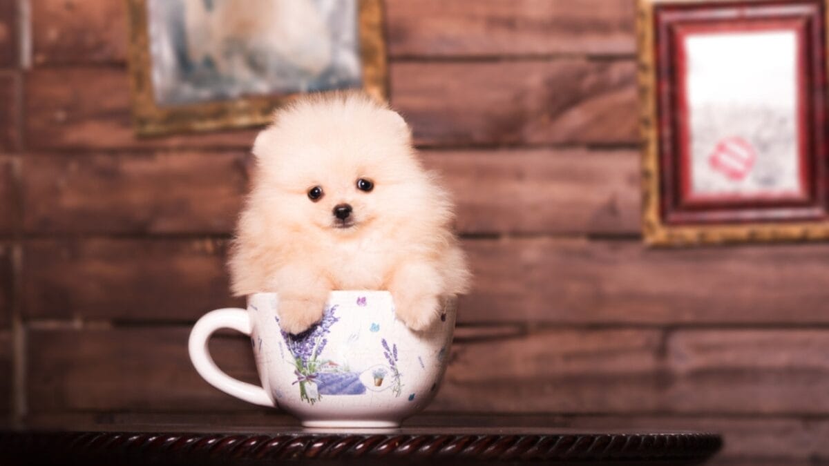 Dog Breeds: All Types from Small to Giant, Personalities & Characteristics - Pomeranian puppy in the cup ss293962916