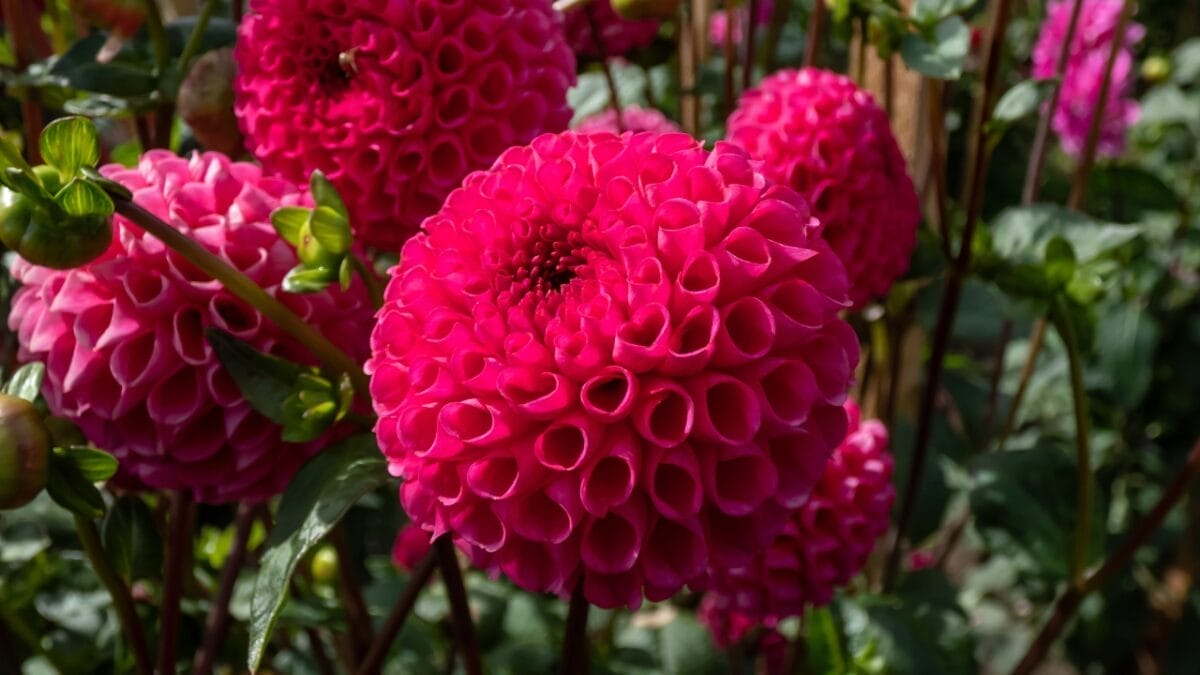15 Fall Flowers That Attract Pollinators & Add Color 13 15 Fall Flowers That Attract Pollinators & Add Color - Pompon Dahlia dp659591278