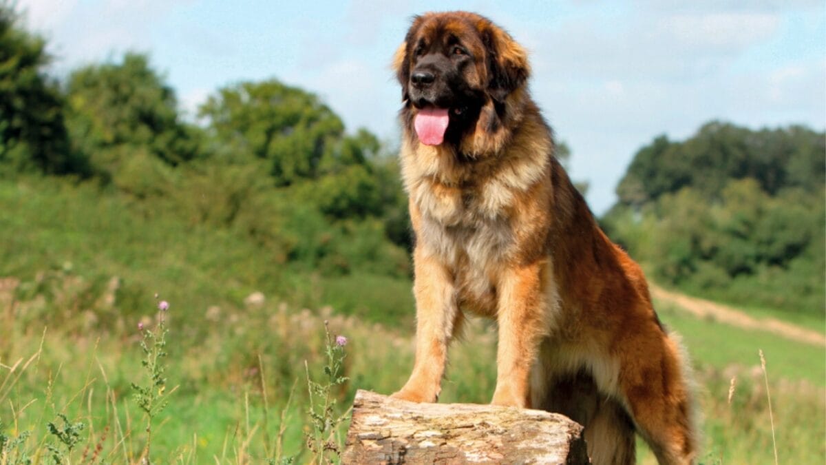 Dog Breeds: All Types from Small to Giant, Personalities & Characteristics 27 Dog Breeds: All Types from Small to Giant, Personalities & Characteristics - Portrait of Leonberger ss1033151017