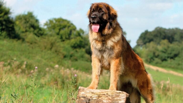 10 Facts About Leonberger Dogs—The 'Lion-Like' Giants Originally Bred to Guard Livestock & Homes 7 10 Facts About Leonberger Dogs—The 'Lion-Like' Giants Originally Bred to Guard Livestock & Homes - Portrait of Leonberger ss1033151017