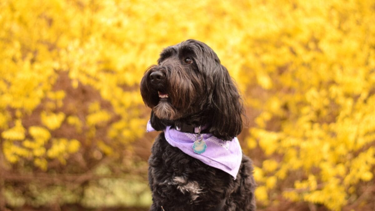 The Irresistible Allure of 11 Black Dog Breeds 4 The Irresistible Allure of 11 Black Dog Breeds - Portuguese Water Dog ss1727711206