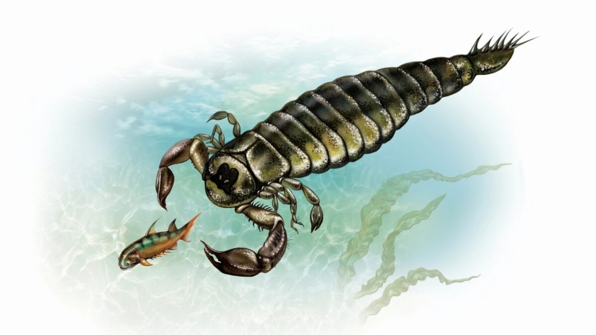 10 Colossal Creatures That Roamed the Earth Before Dinosaurs 11 10 Colossal Creatures That Roamed the Earth Before Dinosaurs - Pterygotus ss1703776033