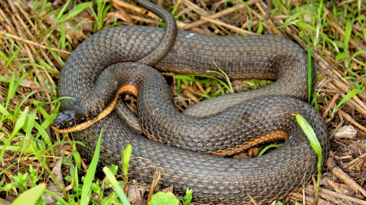 9 Slithering Snakes Found Only on the East Coast 5 9 Slithering Snakes Found Only on the East Coast - Queen Snake ss103057034