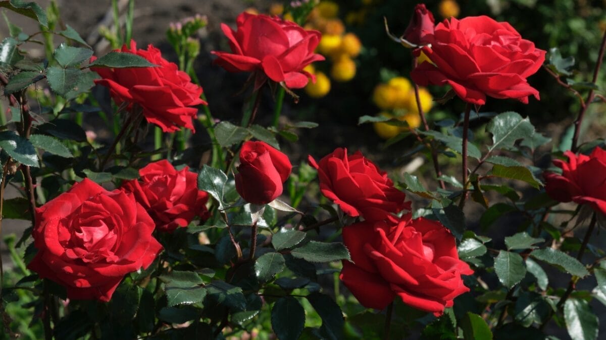 20 of the Prettiest Flowers in the World 4 20 of the Prettiest Flowers in the World - ROSE dp679202600