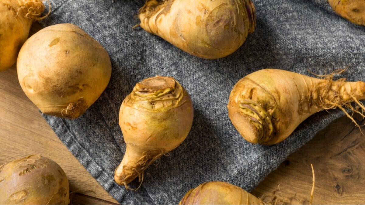 16 Plants You Should Never to Grow Next to Tomatoes 9 16 Plants You Should Never to Grow Next to Tomatoes - RUTABAGAS dp213609686