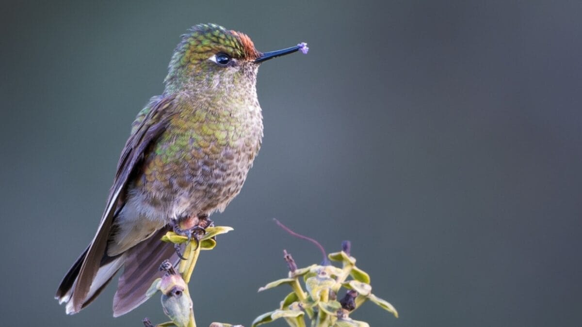 17 Strange & Beautiful Hummingbird Species 15 17 Strange & Beautiful Hummingbird Species - Rainbow bearded Thornbill ss2049632198
