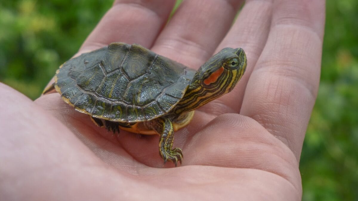 The 10 Longest-Living Animals That Make Great Pets - Red Eared Slider Turtle dp214736820