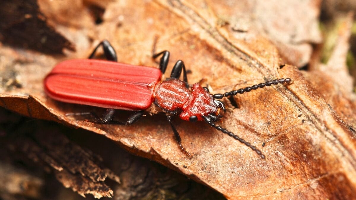 14 of the Toughest Animals on Earth: The Ultimate Survivors 13 14 of the Toughest Animals on Earth: The Ultimate Survivors - Red Flat Bark Beetle ss372263908