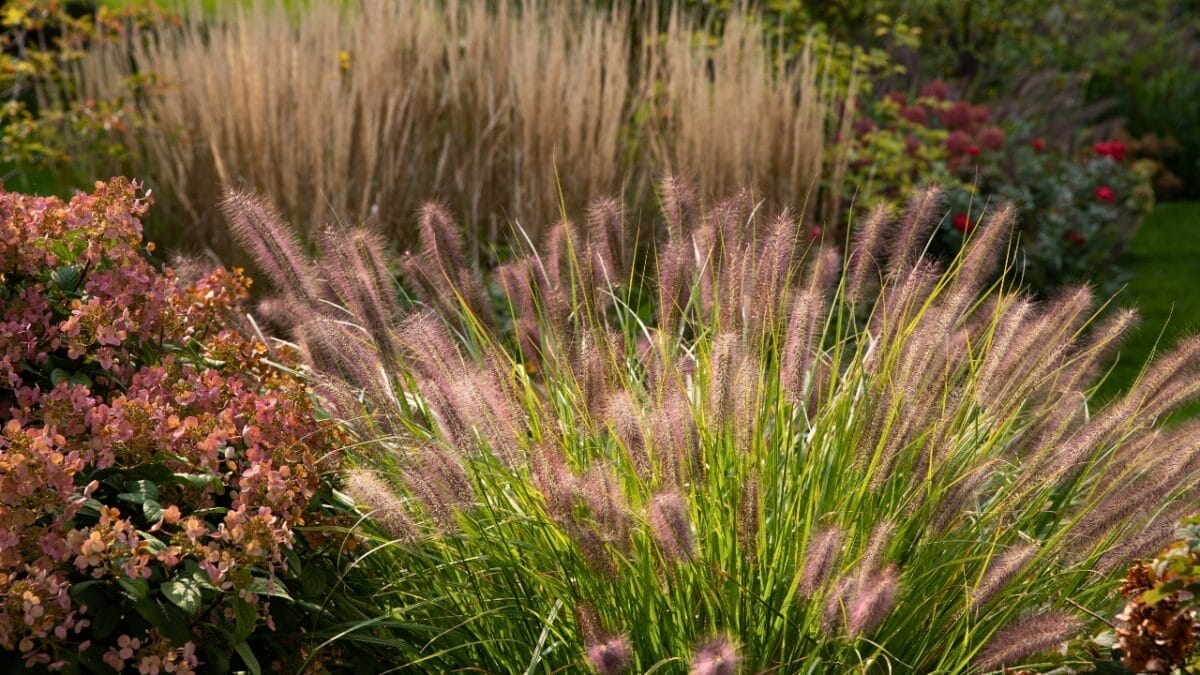 Blooms in Buckets: 20 Perennials Guaranteed to Thrive in Pots 7 Blooms in Buckets: 20 Perennials Guaranteed to Thrive in Pots - Red Head Fountain Grass ss1903596532