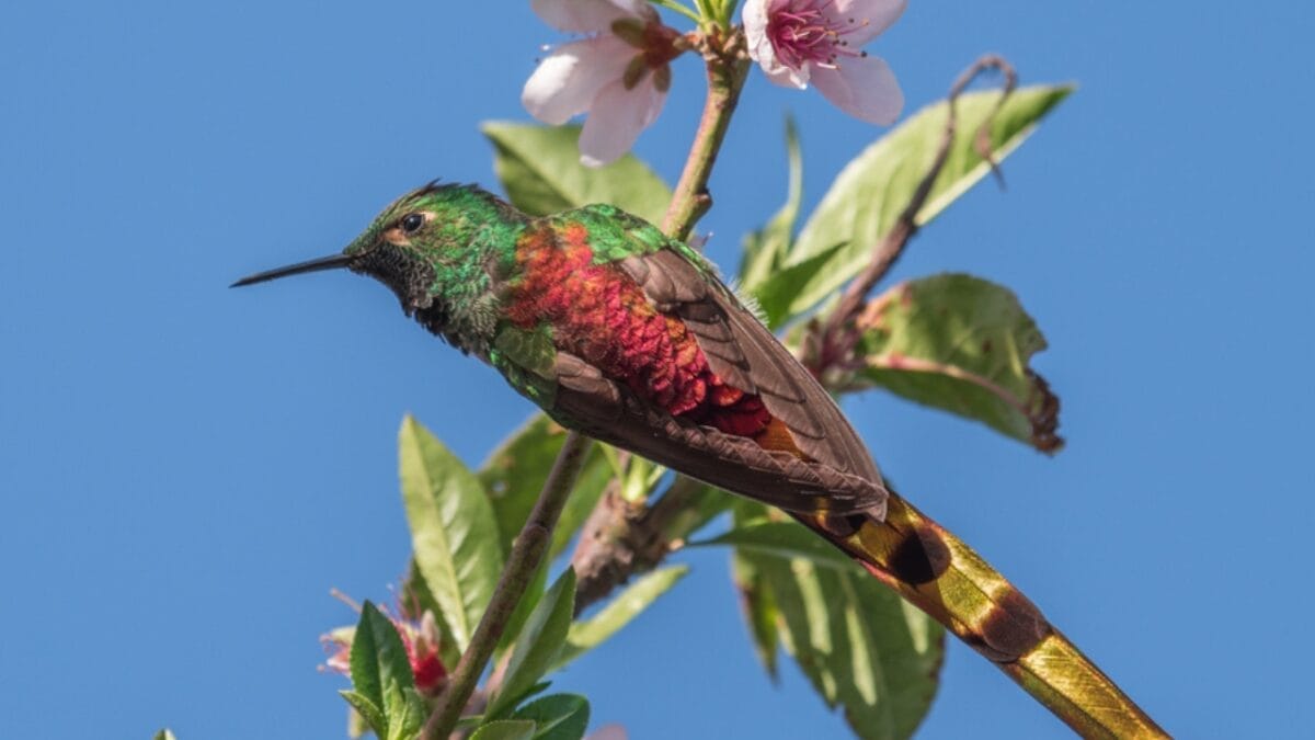17 Strange & Beautiful Hummingbird Species 7 17 Strange & Beautiful Hummingbird Species - Red tailed Comet ss1874092771