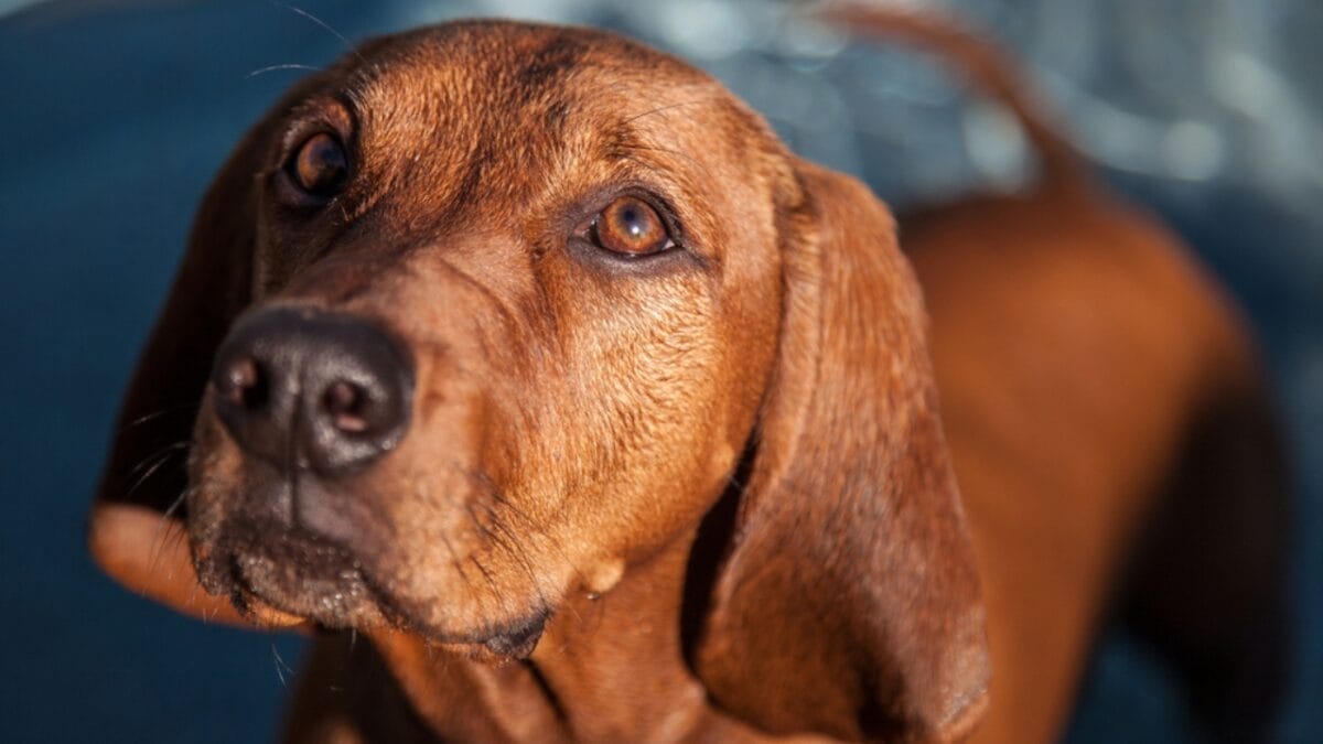 10 Dog Breeds with the Best Noses 7 10 Dog Breeds with the Best Noses - Redbone Coonhound ss286915433
