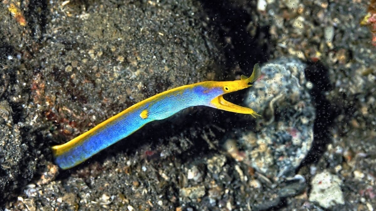 12 Creatures So Colorful They Look Like Living Rainbows 10 12 Creatures So Colorful They Look Like Living Rainbows - Ribbon Eel ss1965358384