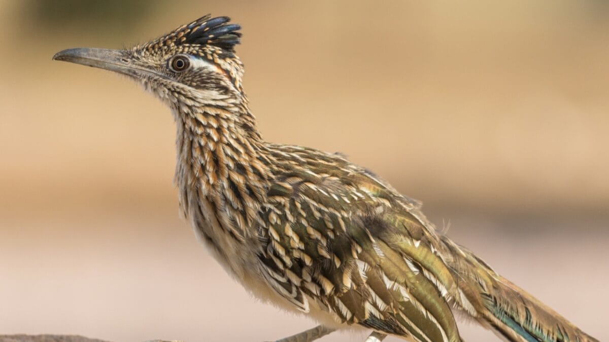 12 Predators Contributing to the Hummingbird Population Decline 10 12 Predators Contributing to the Hummingbird Population Decline - Roadrunner dp96186778