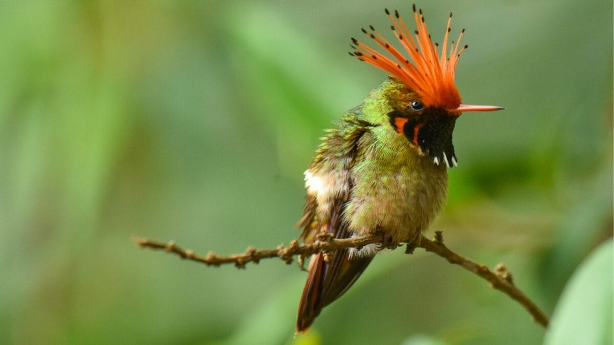 17 Strange & Beautiful Hummingbird Species 11 17 Strange & Beautiful Hummingbird Species - Rufous crested Coquette ss473711923