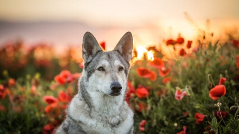 8 Dog Breeds That Look Like Coyote Clones 10 8 Dog Breeds That Look Like Coyote Clones - Saarloos Wolfdog ss2141566613