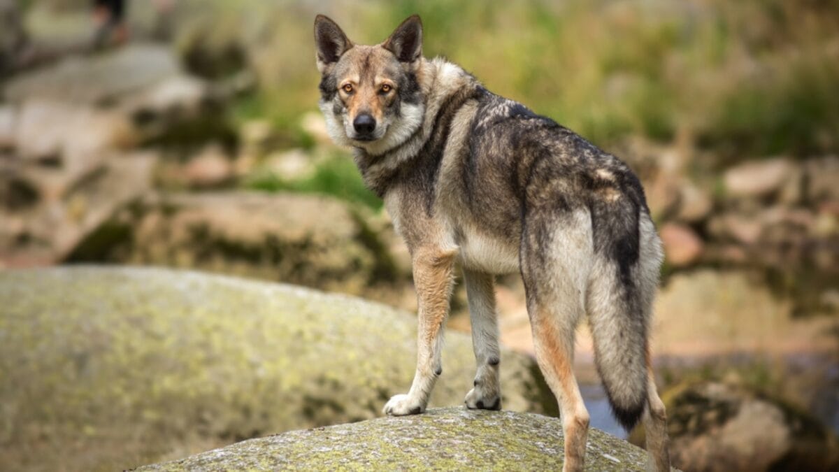 8 Dog Breeds That Look Like Coyote Clones 9 8 Dog Breeds That Look Like Coyote Clones - Saarloos Wolfdog ss584261356
