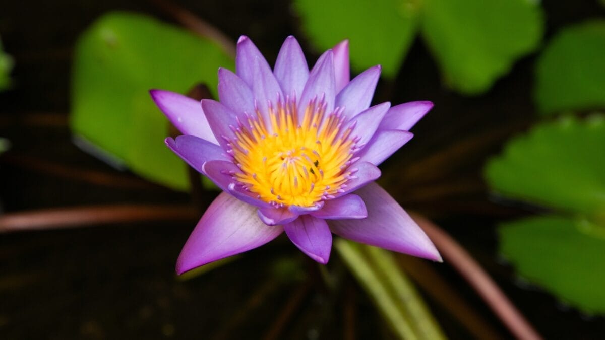 Lessons From the Lotus: The Meaning & Symbolism Behind These Flowers - Sacred Lotus dp688107532