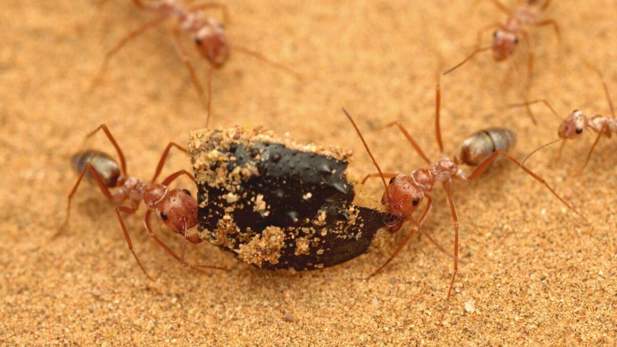 14 of the Toughest Animals on Earth: The Ultimate Survivors 3 14 of the Toughest Animals on Earth: The Ultimate Survivors - Sahara Desert Ant ss378233011