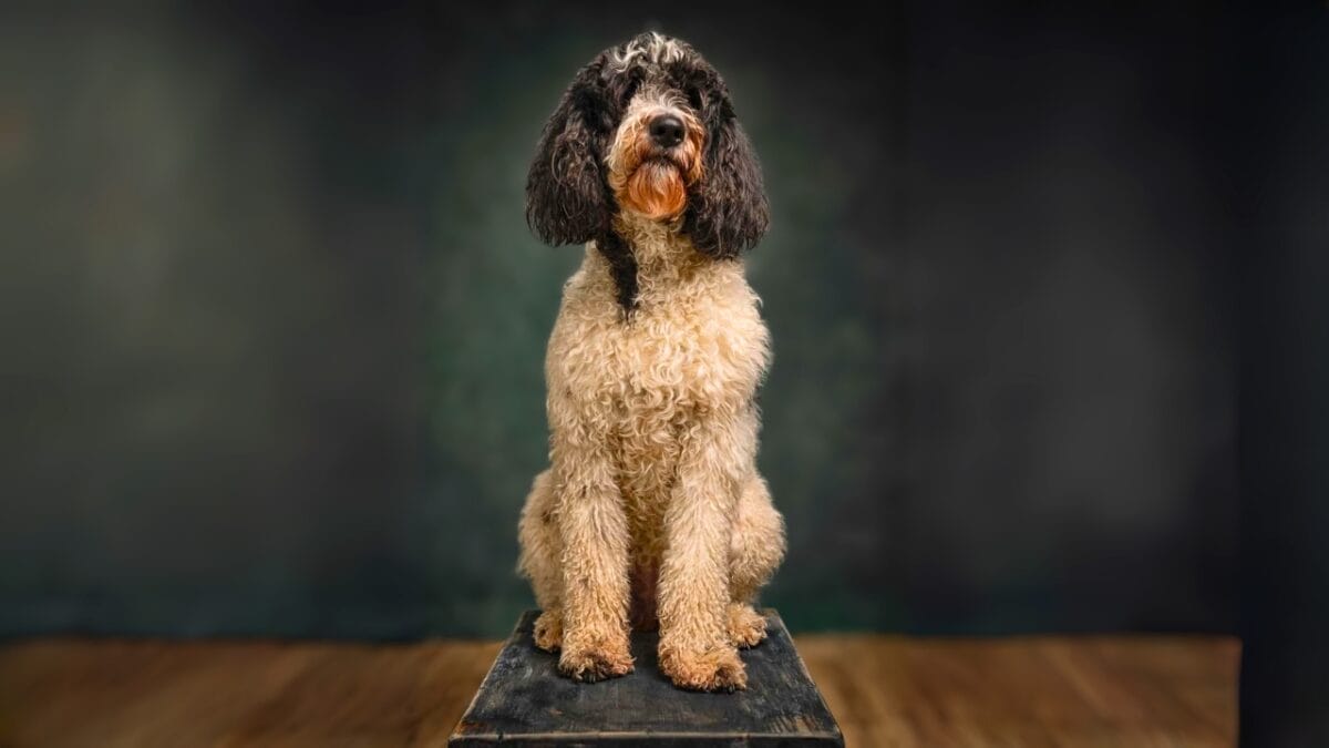 15 Doodle Dog Breeds Taking the Pet World by Storm - Saint Berdoodle ss2449148213