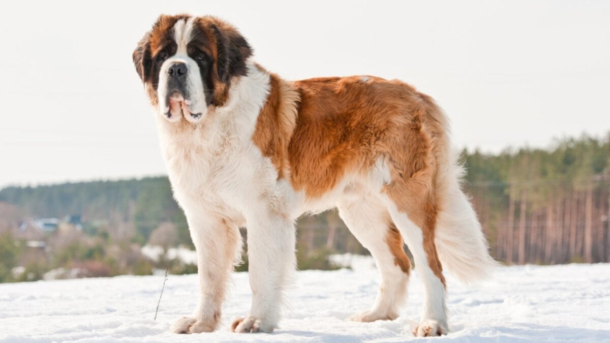 Dog Breeds: All Types from Small to Giant, Personalities & Characteristics 28 Dog Breeds: All Types from Small to Giant, Personalities & Characteristics - Saint bernard in winter ss143925274