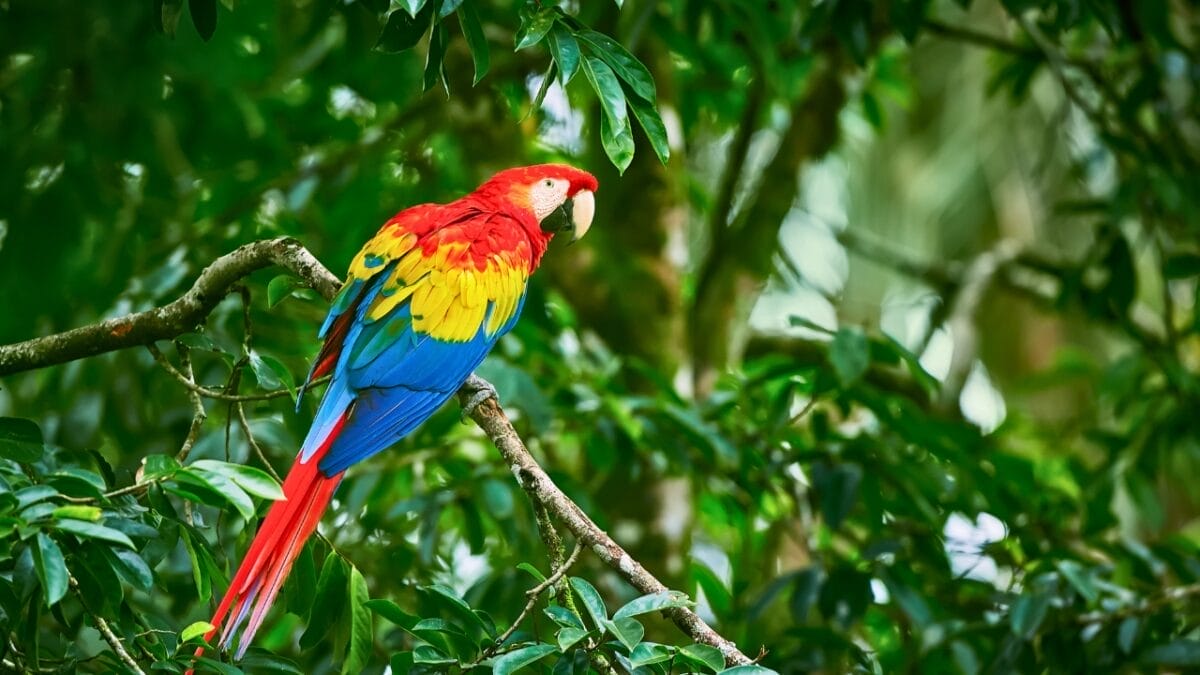 12 of the Most Beautiful Animals in the World - Scarlet Macaw ss1257434821
