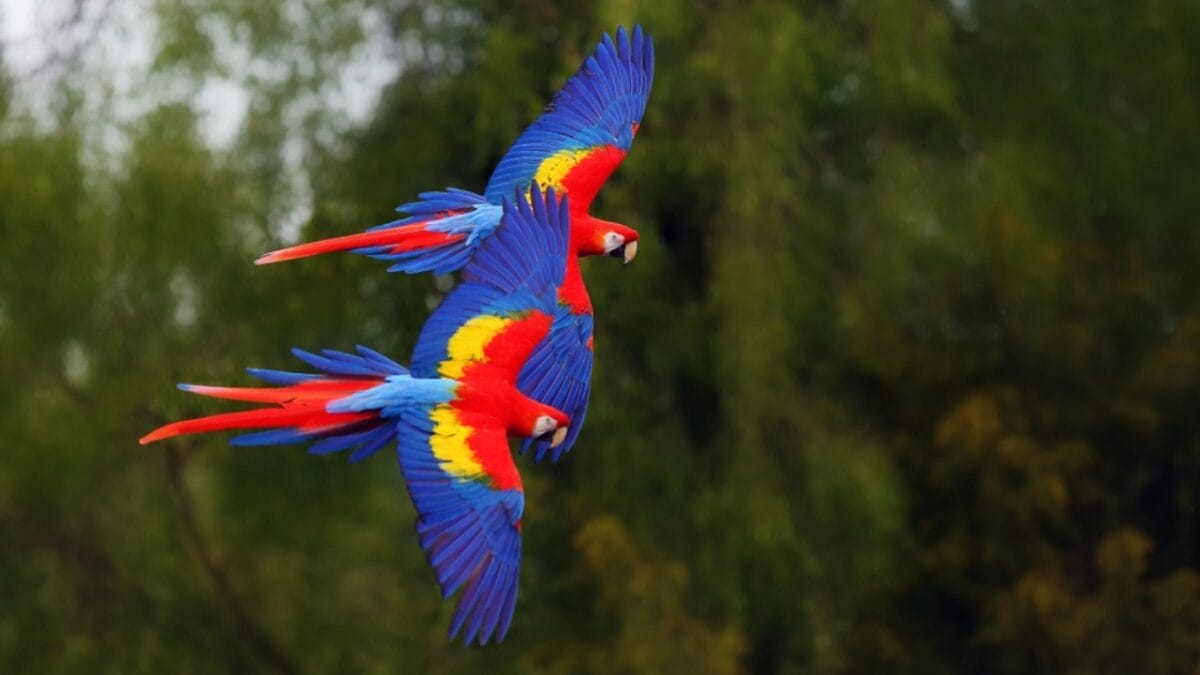 12 Creatures So Colorful They Look Like Living Rainbows 8 12 Creatures So Colorful They Look Like Living Rainbows - Scarlet Macaw ss1434342641