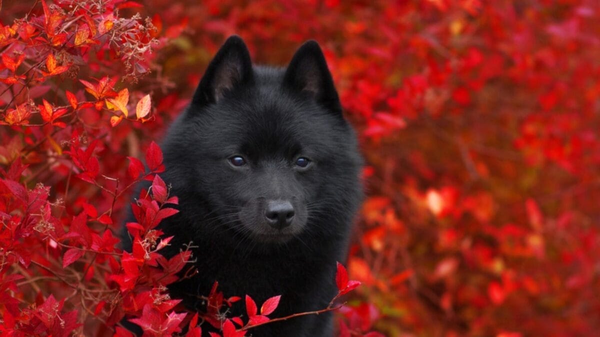 The Irresistible Allure of 11 Black Dog Breeds - Schipperke ss1830327758