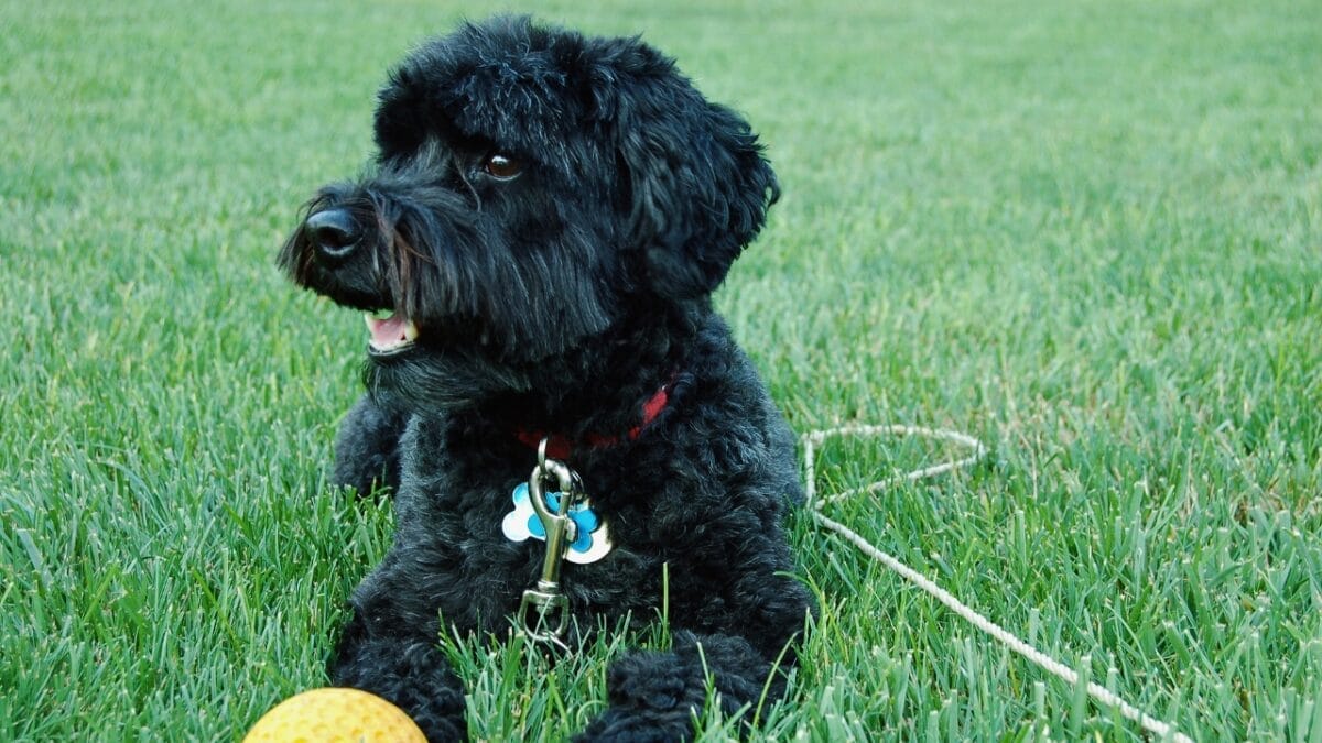 15 Doodle Dog Breeds Taking the Pet World by Storm - Schnoodle ss1624990