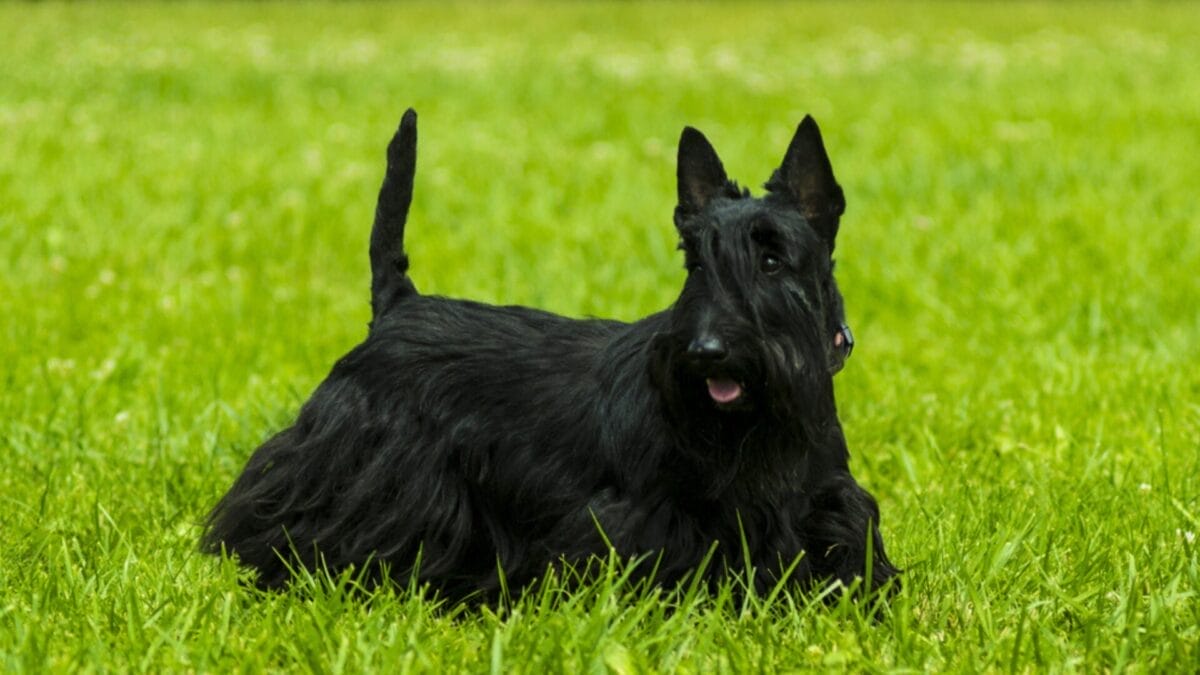 10 Things Every Future Scottish Terrier Dog Owner Should Be Aware Of 2 10 Things Every Future Scottish Terrier Dog Owner Should Be Aware Of - Scottish Terrier ss670131994