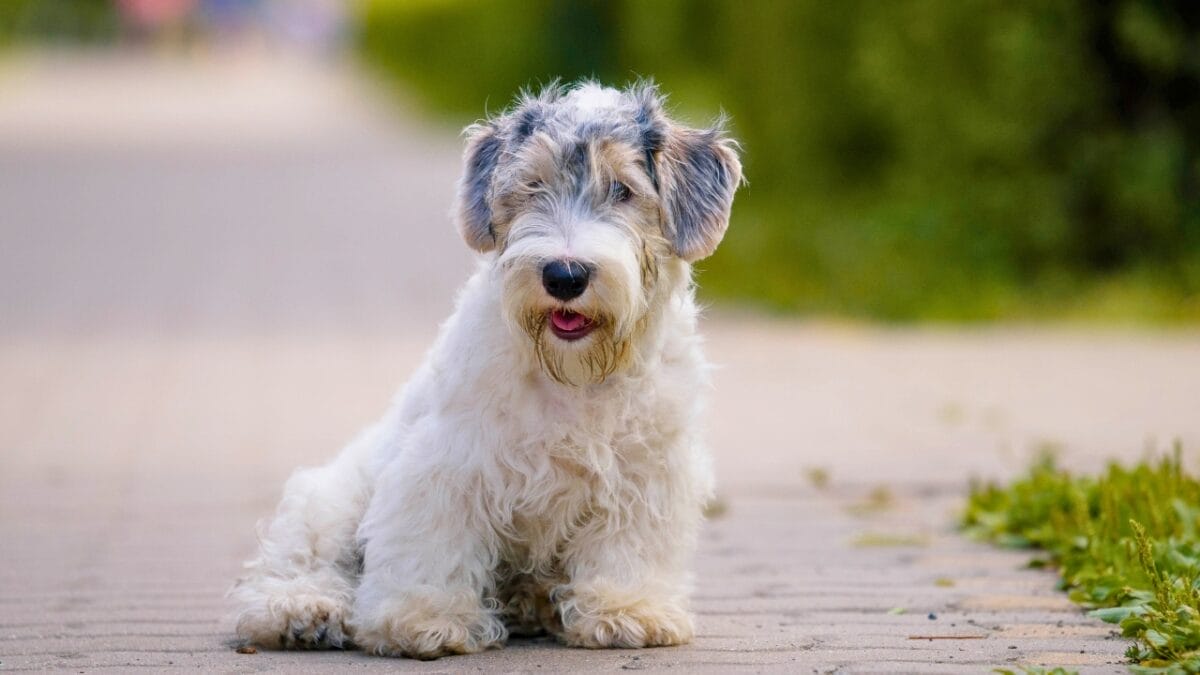 Pet Allergies? No Worries With These Small Dog Breeds That Don't Shed 11 Pet Allergies? No Worries With These Small Dog Breeds That Don't Shed - Sealyham Terrier ss2040046025