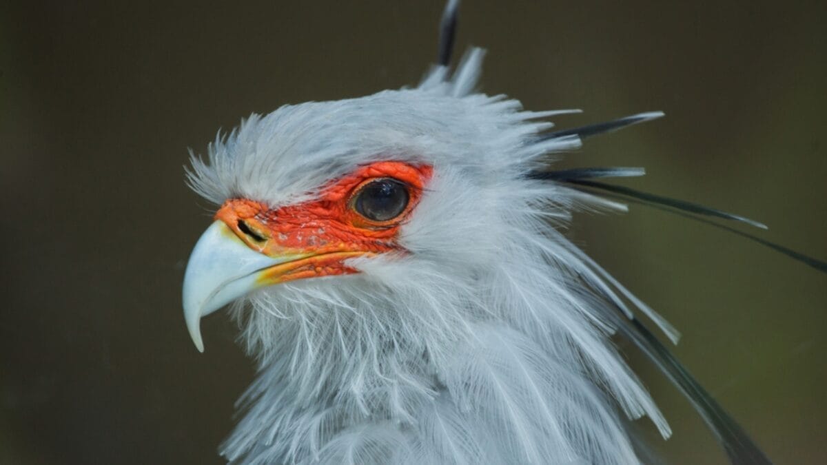 15 Fierce Birds of Prey That Rule the Skies 13 15 Fierce Birds of Prey That Rule the Skies - Secretary Bird dp464197904