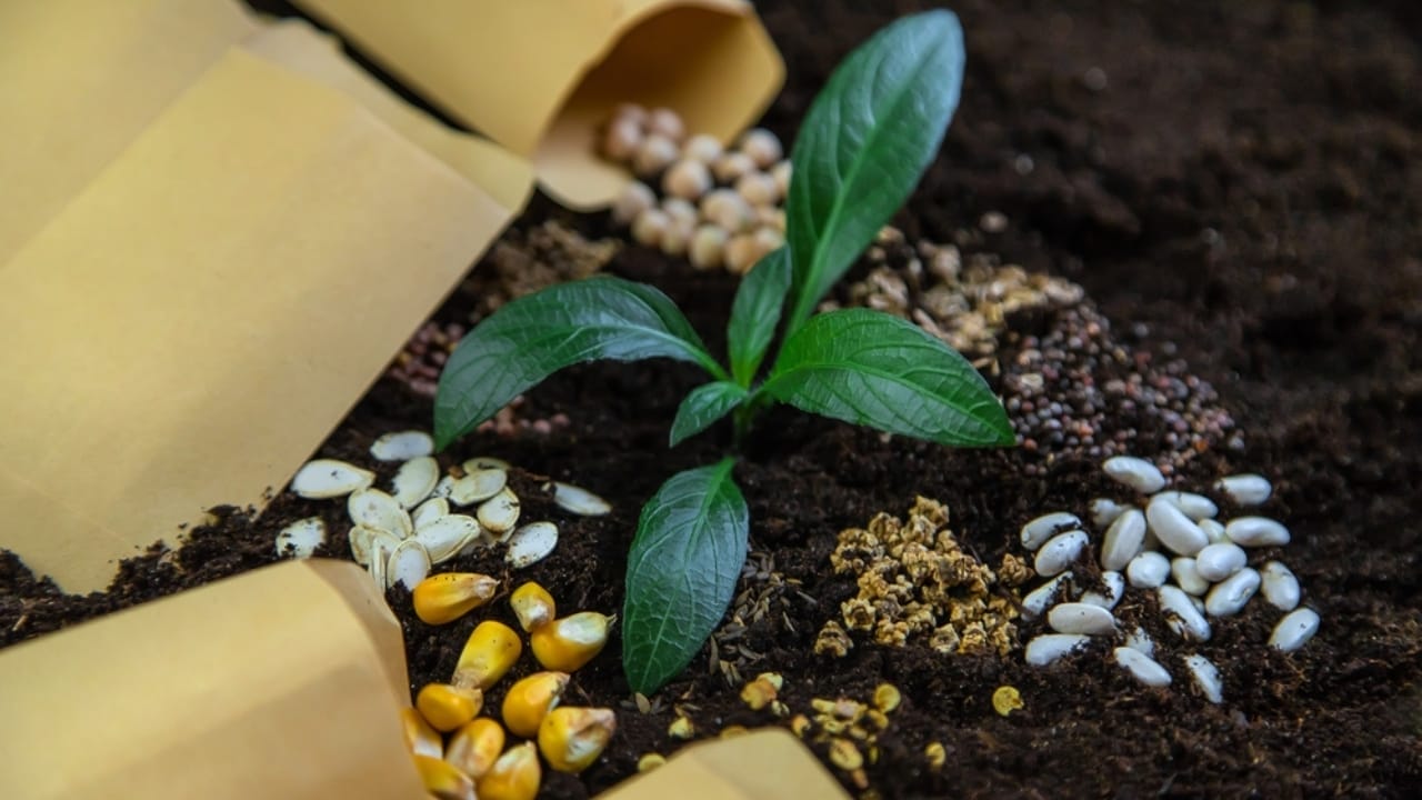 How to Cultivate Your Own Flavorful Herb Garden at Home - Seeds in bags ss2093777281