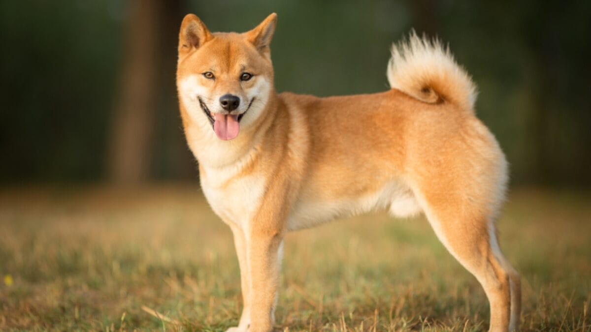 7 Shiba Inu Dog Facts to Know—Including How to Handle the Legendary "Shiba Scream" - Shiba Inu ss1458992951