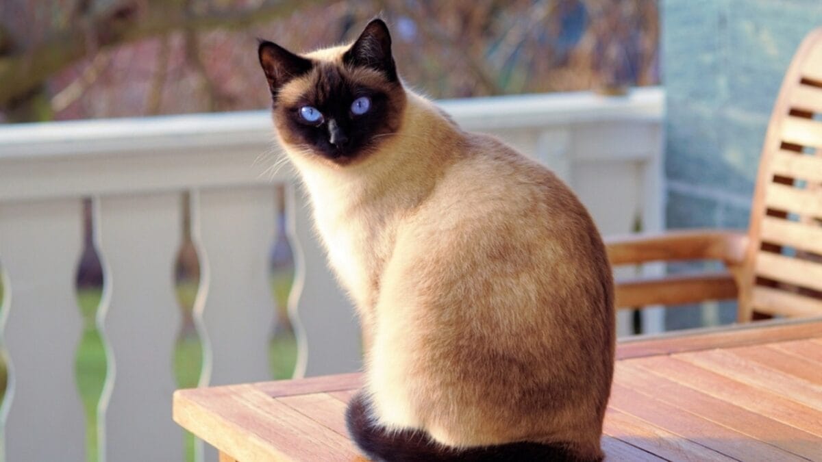 Cats are Smarter Than We Think They Are 5 Cats are Smarter Than We Think They Are - Siamese ss2325014401