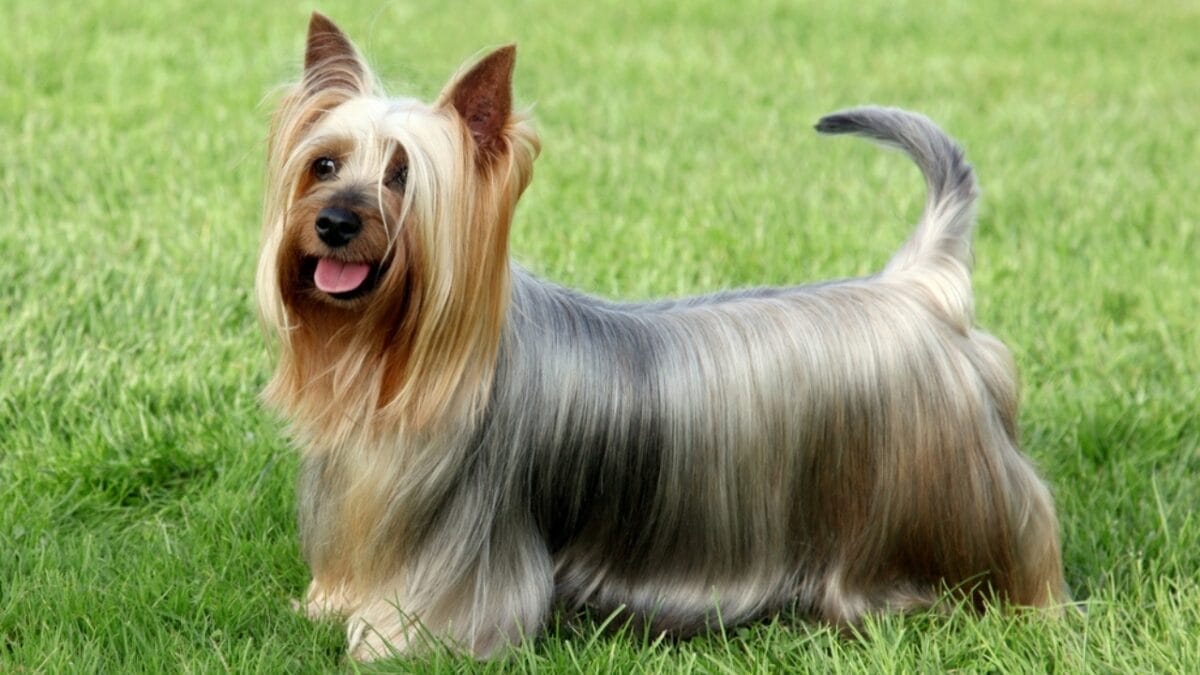 Love Yorkies? Meet 13 Breeds With Similar Charm & Smarts - Silky Terrier ss112513916