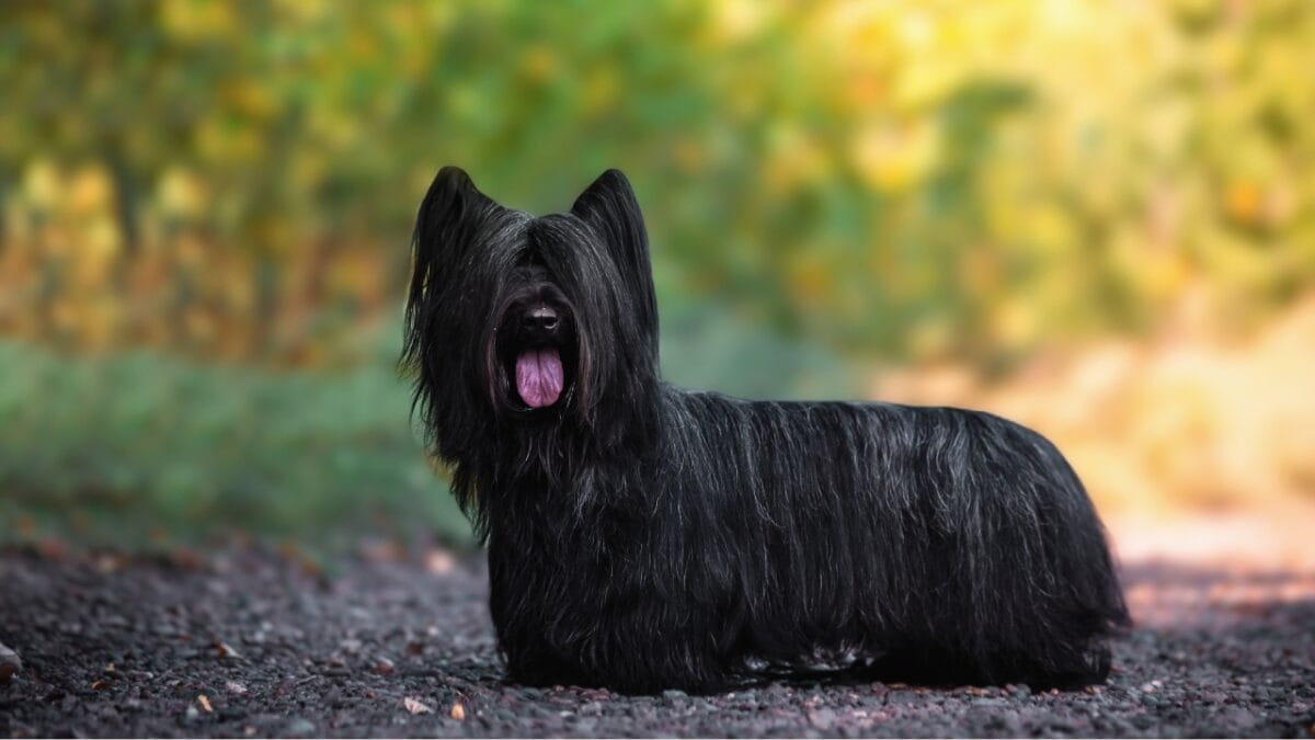 10 Rare Dog Breeds Most People Don't Know About 8 10 Rare Dog Breeds Most People Don't Know About - Skye Terrier ss1500600518