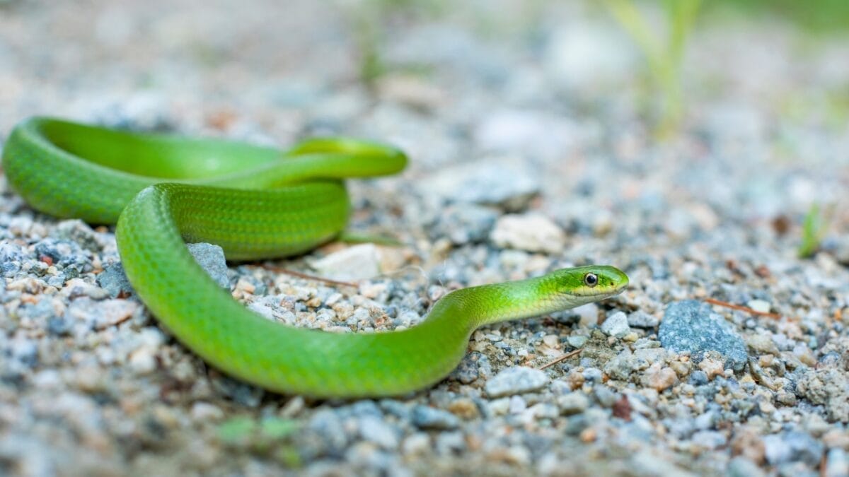 9 Slithering Snakes Found Only on the East Coast 10 9 Slithering Snakes Found Only on the East Coast - Smooth Green Snake ss2282539053