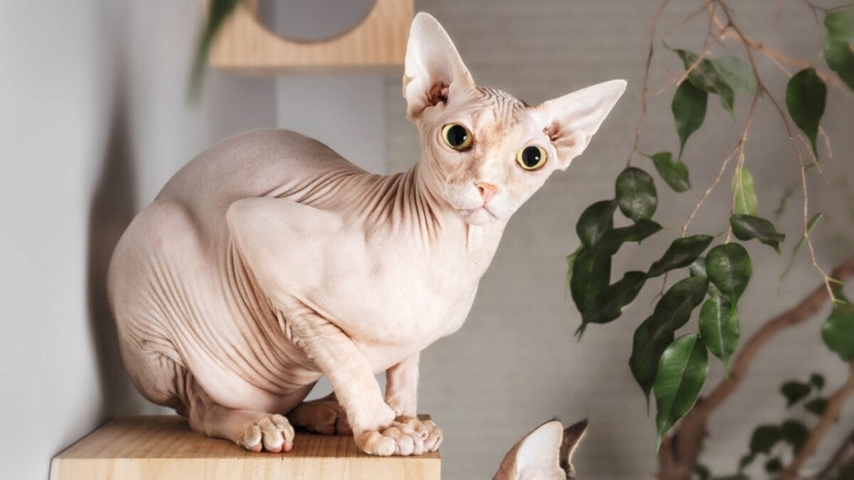 7 Cat Breeds That Love to "Talk" Back 7 7 Cat Breeds That Love to "Talk" Back - Sphynx cat ss2163765153